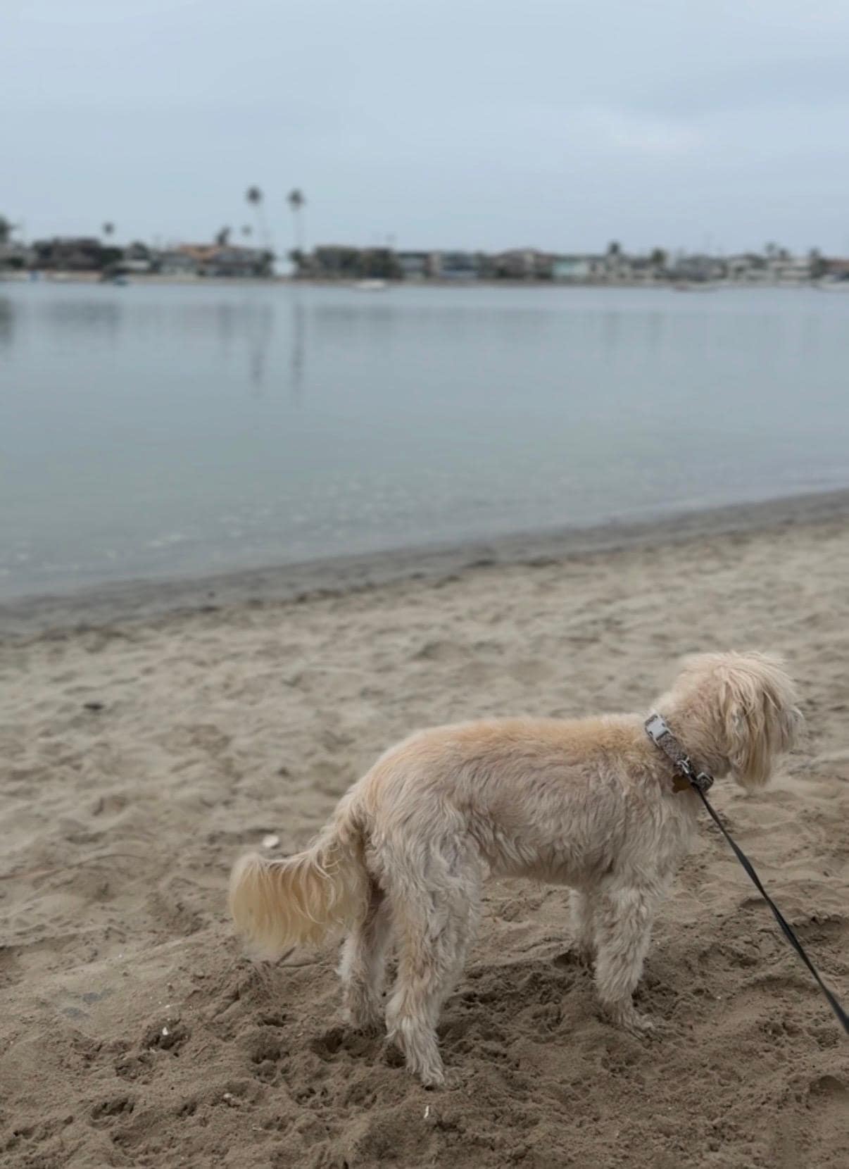 Early dog walk on the private beach 