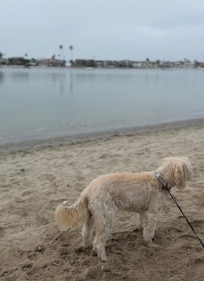 Early dog walk on the private beach