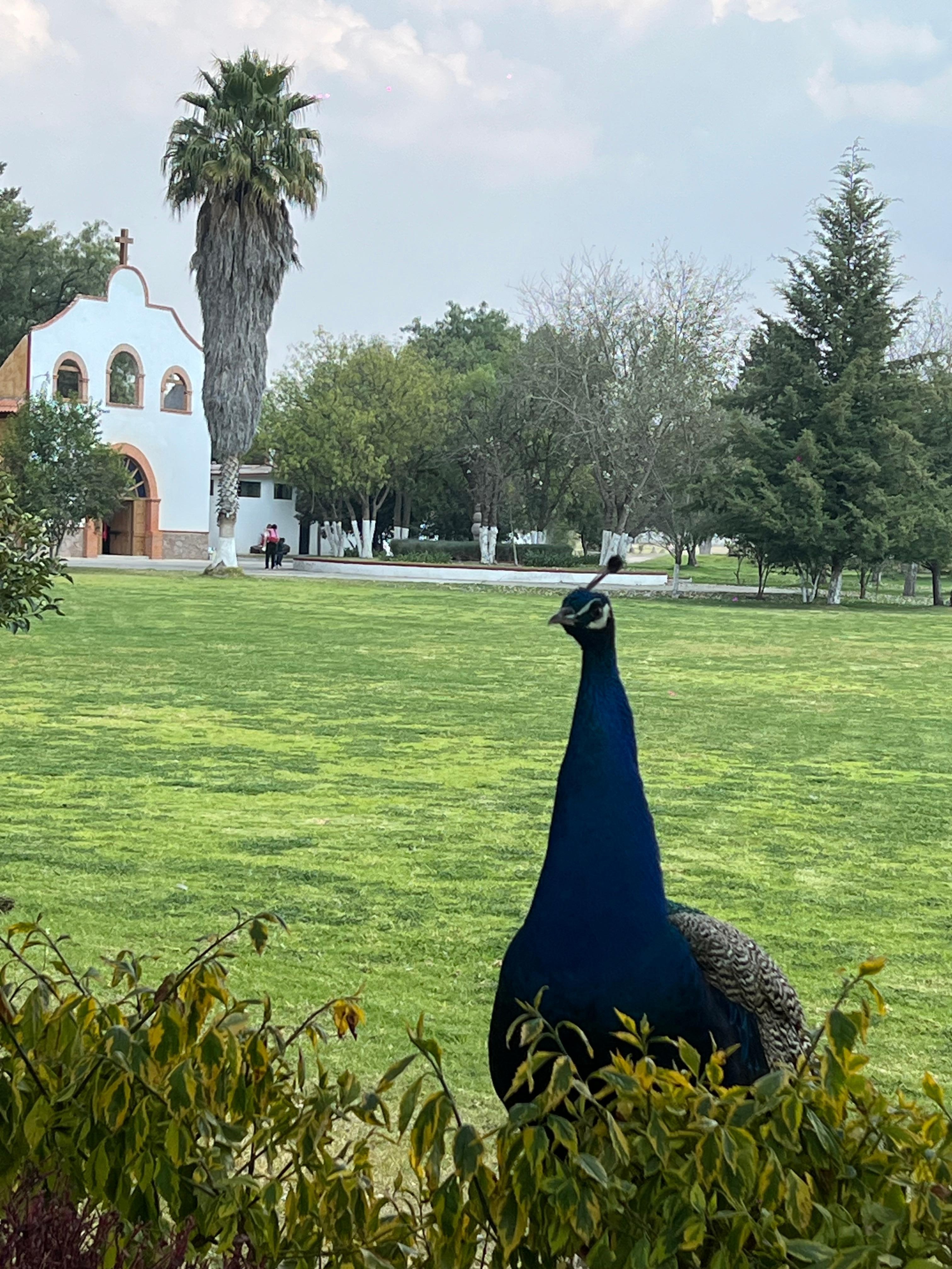 Hermosos pavorreales 