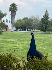 Hermosos pavorreales