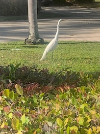 A visitor to our yard!