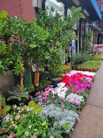 Right outside hotel
Lovely flower shops