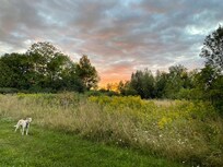 Henry at sunset on a walk-about.