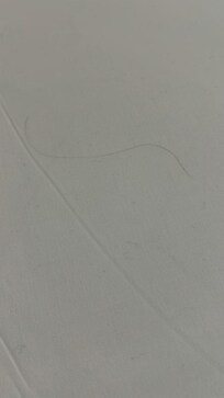 Cabelos nos lenรงรณis