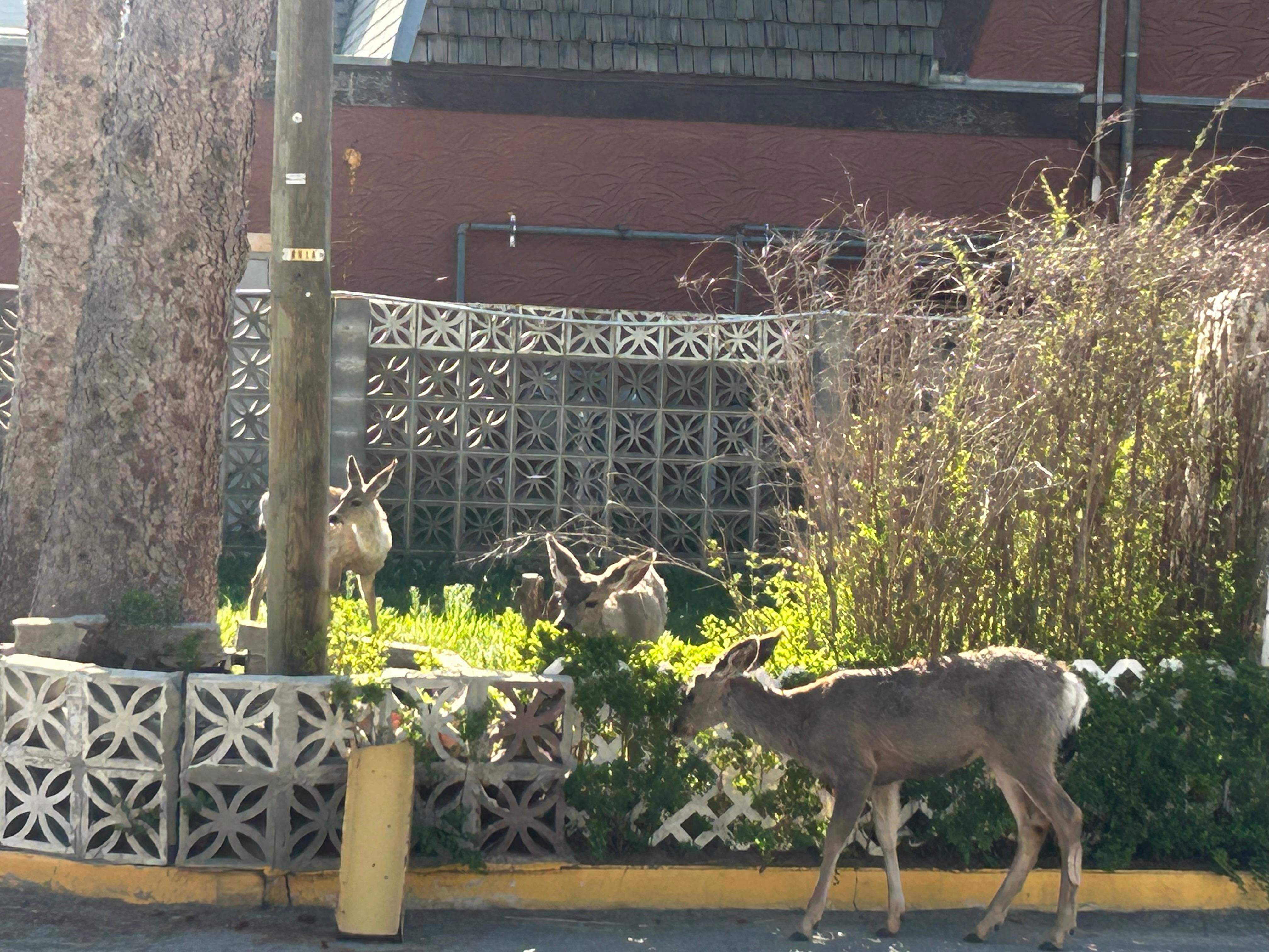 Right across from our room this morning.  Five beautiful deer
