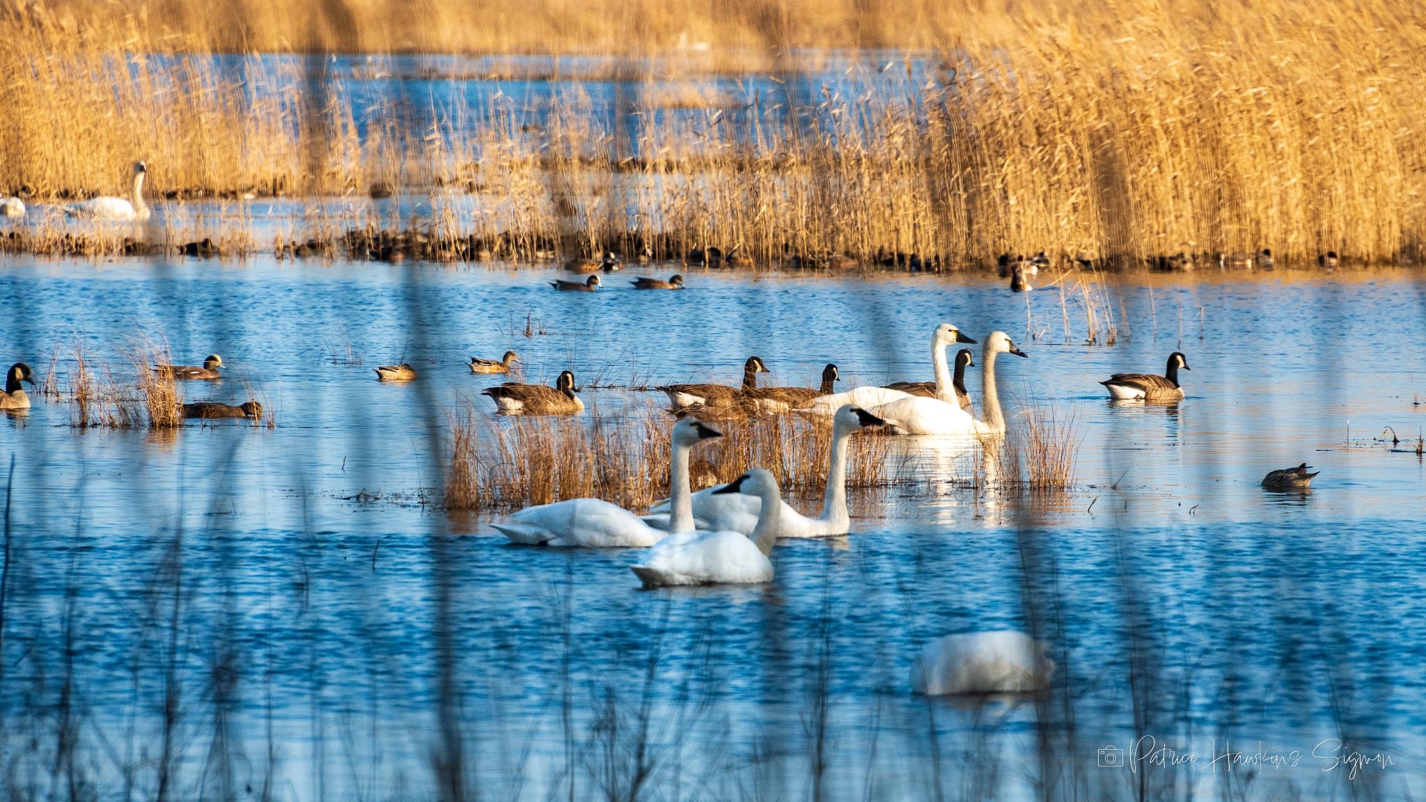 Tundra swans and other migratory waterfowl at Lake Mattamuskeet National Wildlife Refuge