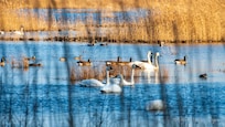 Tundra swans and other migratory waterfowl at Lake Mattamuskeet National Wildlife Refuge