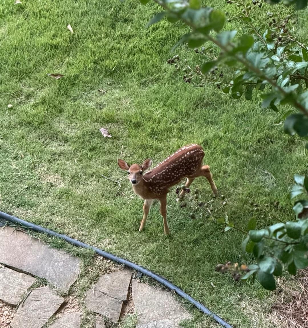A delightful deer family visited with the most playful fawn