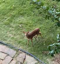 A delightful deer family visited with the most playful fawn