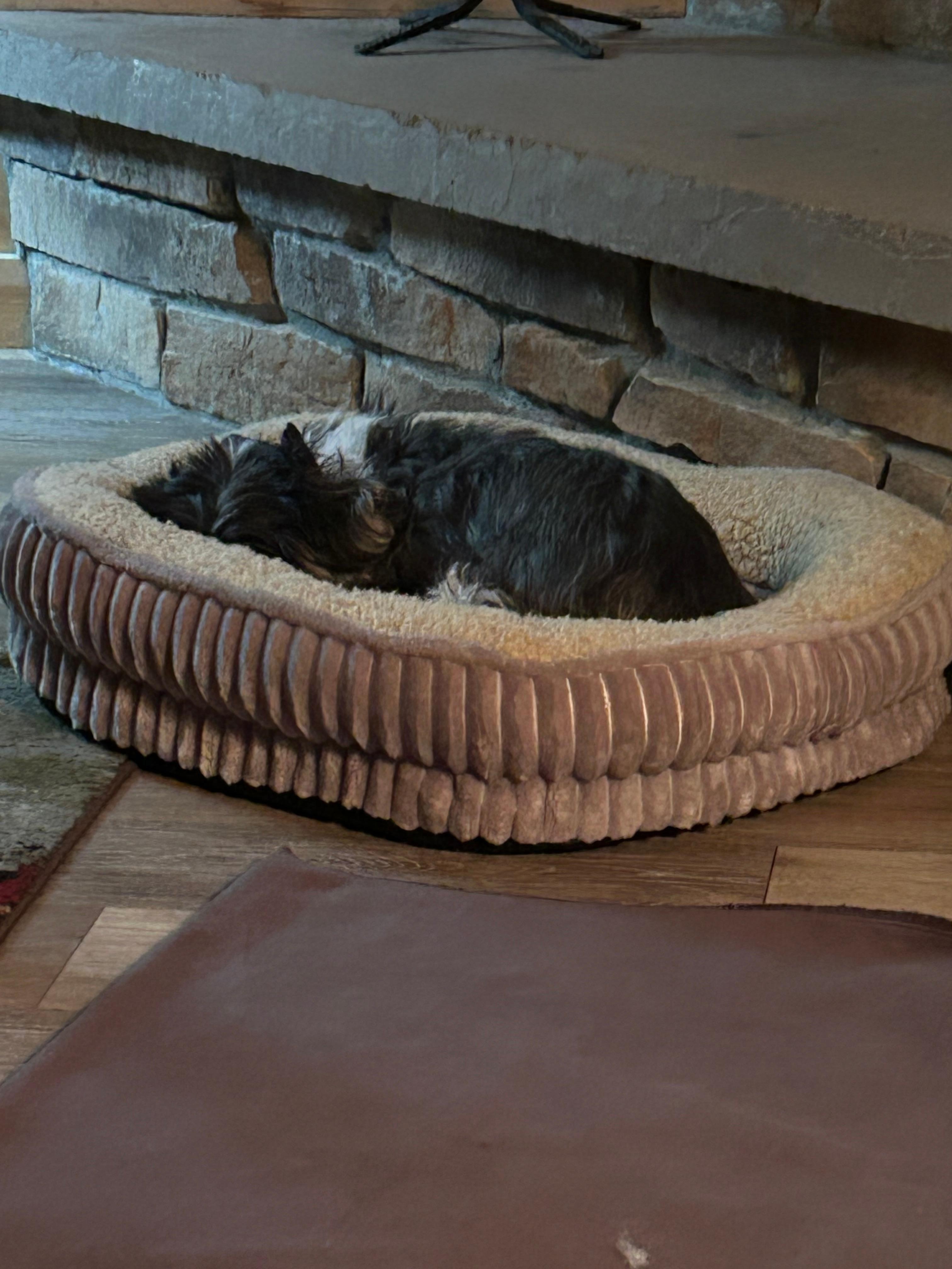 Snoring pup bu the fire