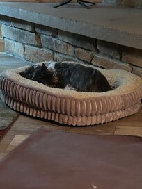 Snoring pup bu the fire