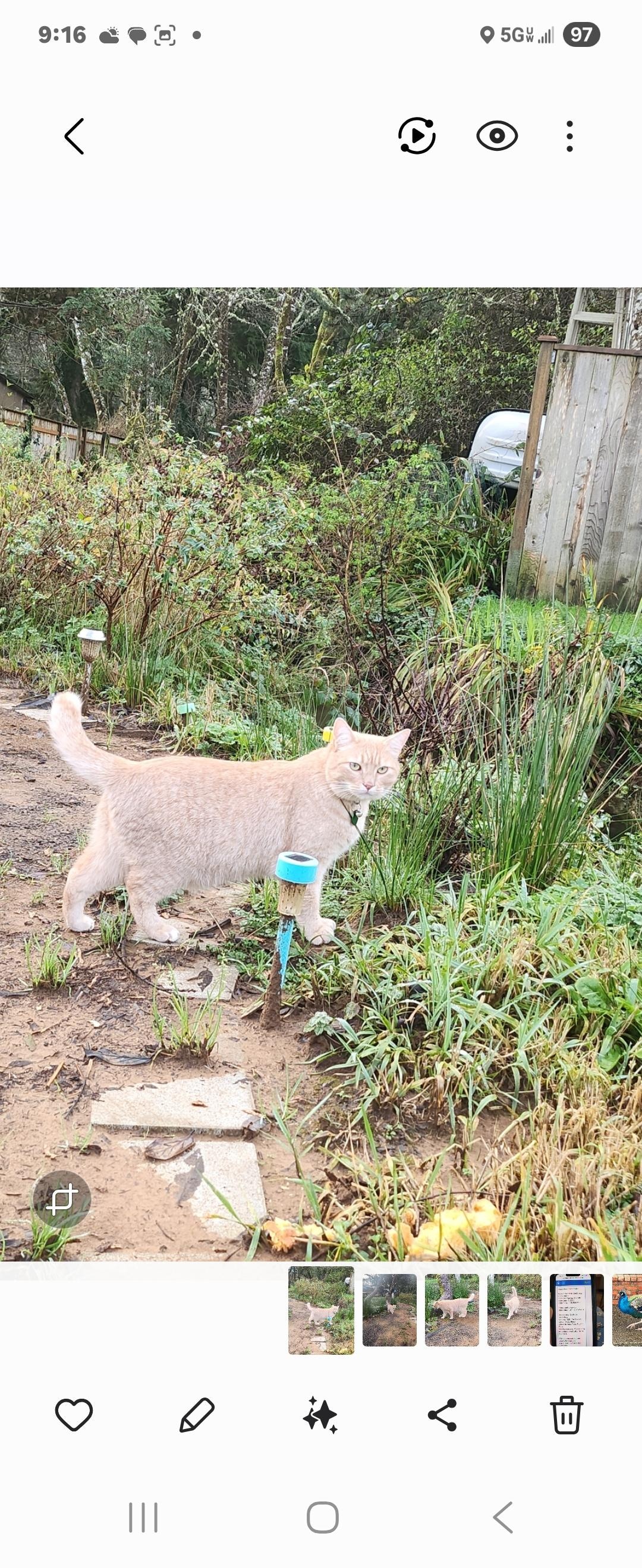 There are cats that wonder into the backyard. 
Very friendly. 