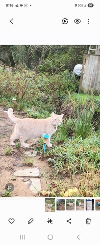 There are cats that wonder into the backyard.
Very friendly.