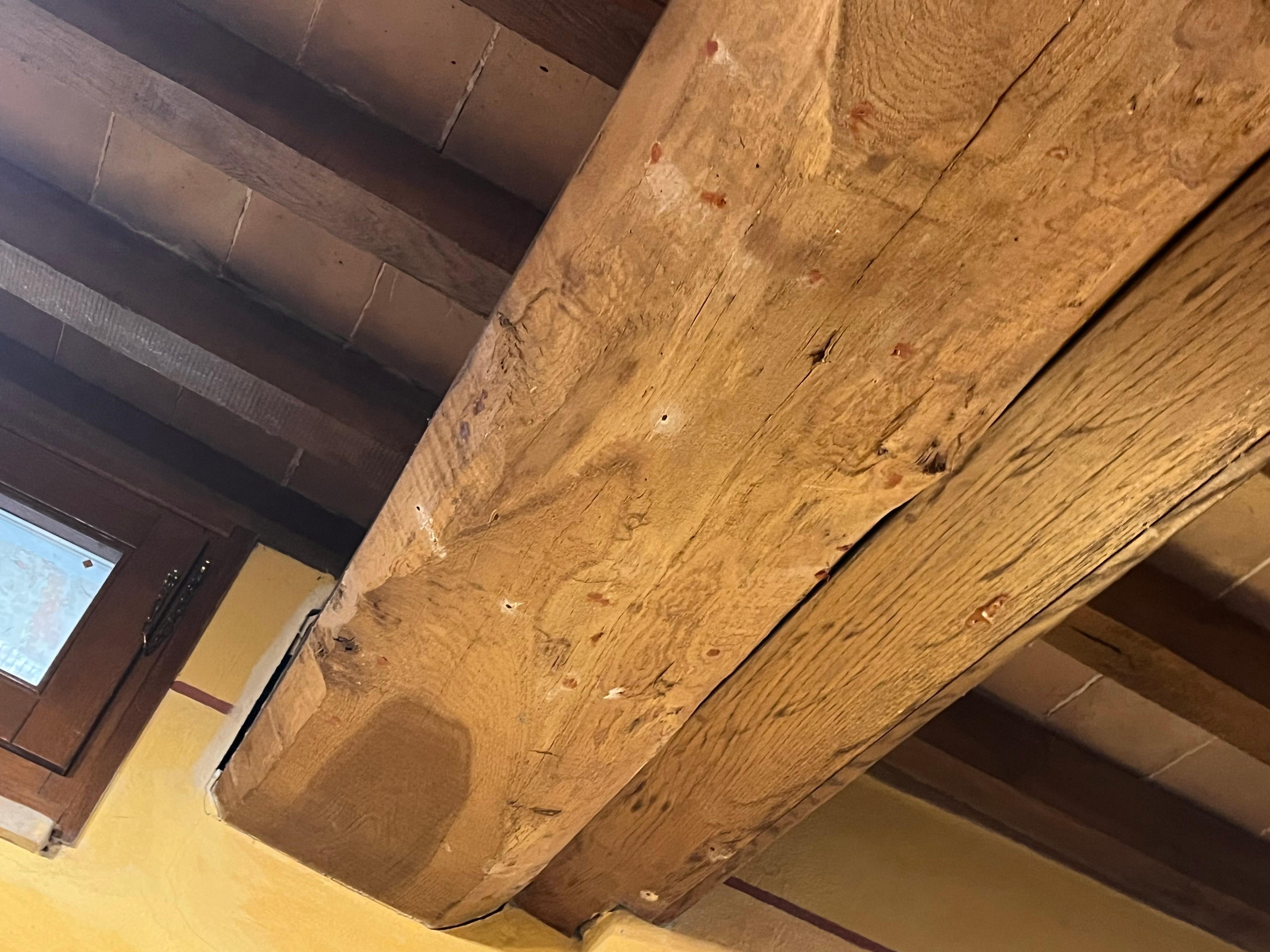 Woodworm infestation that you could hear