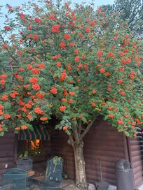 Mountain Ash in front of the restaurant