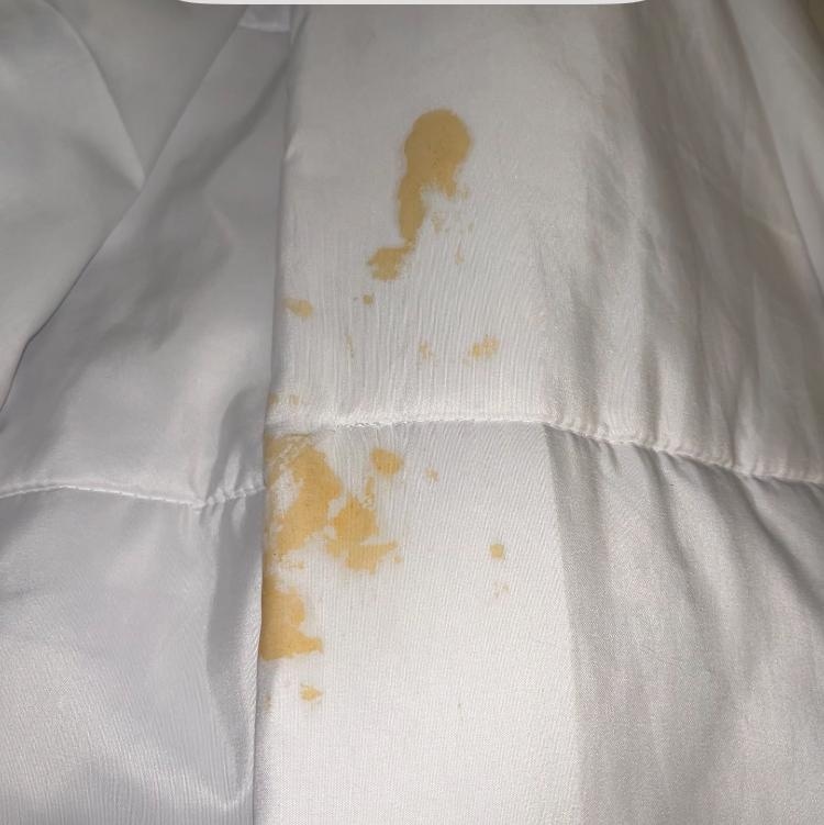 on the comforter of the bed.