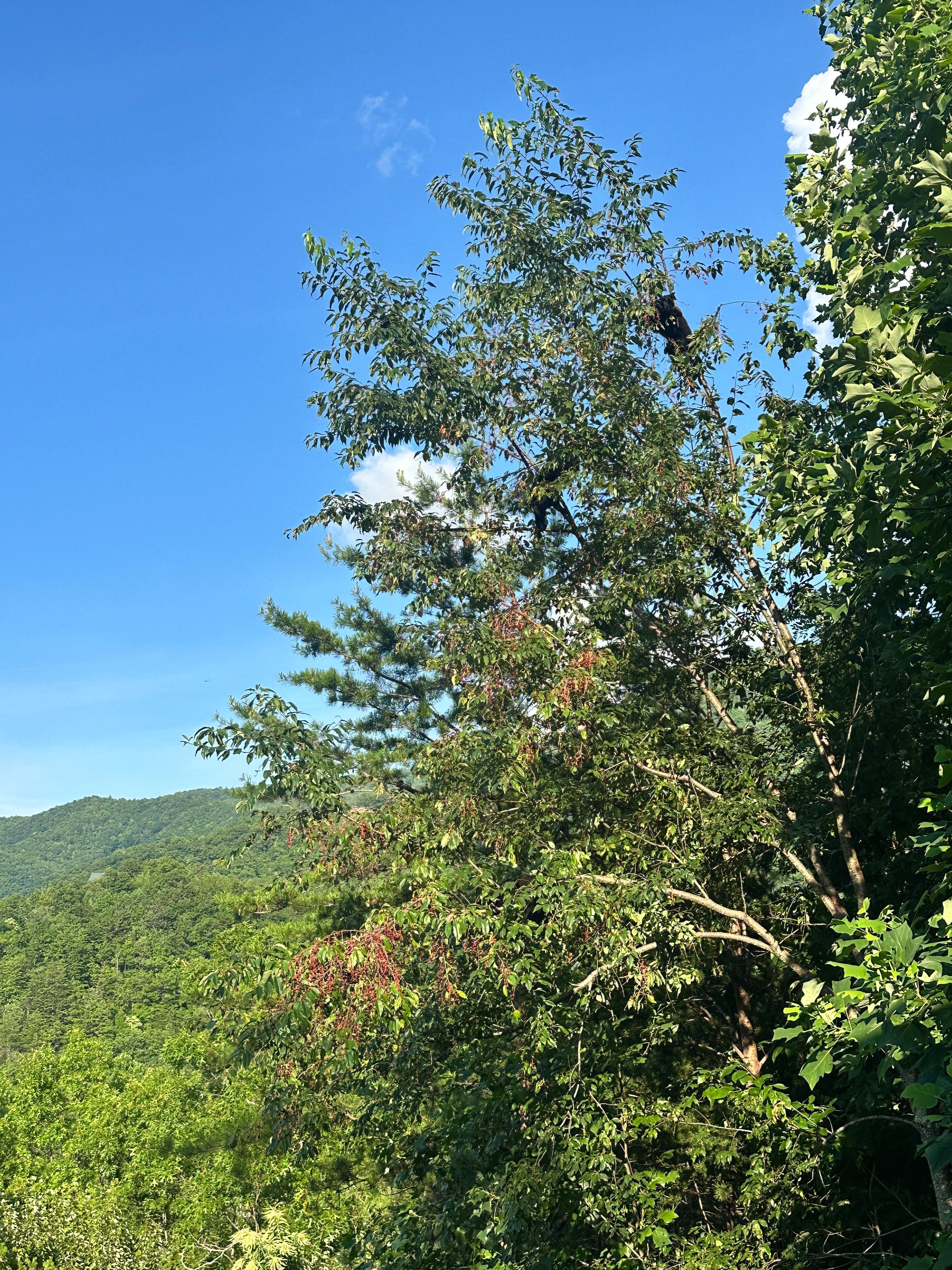 Baby bears eating in the tree!