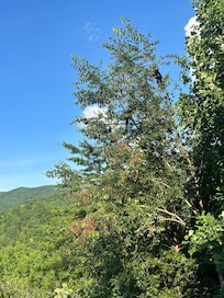 Baby bears eating in the tree!