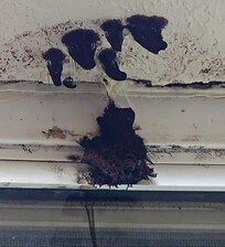 Black mold growing in the window