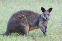 Swamp Wallaby on back lawn