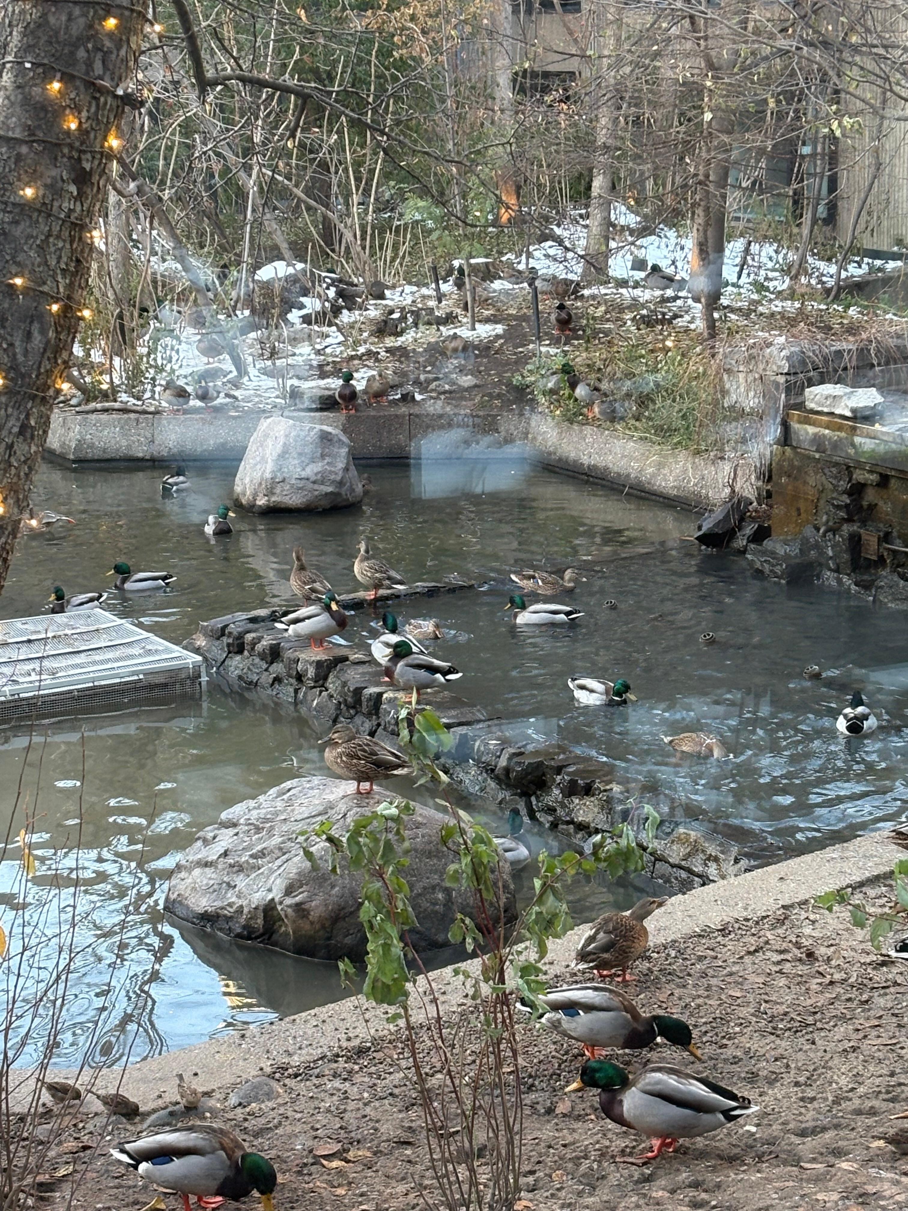 Nice place for ducks to hang out!