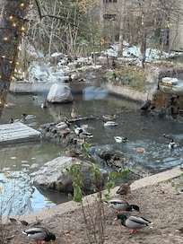 Nice place for ducks to hang out!