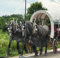 An Amish family and their wagon going past.