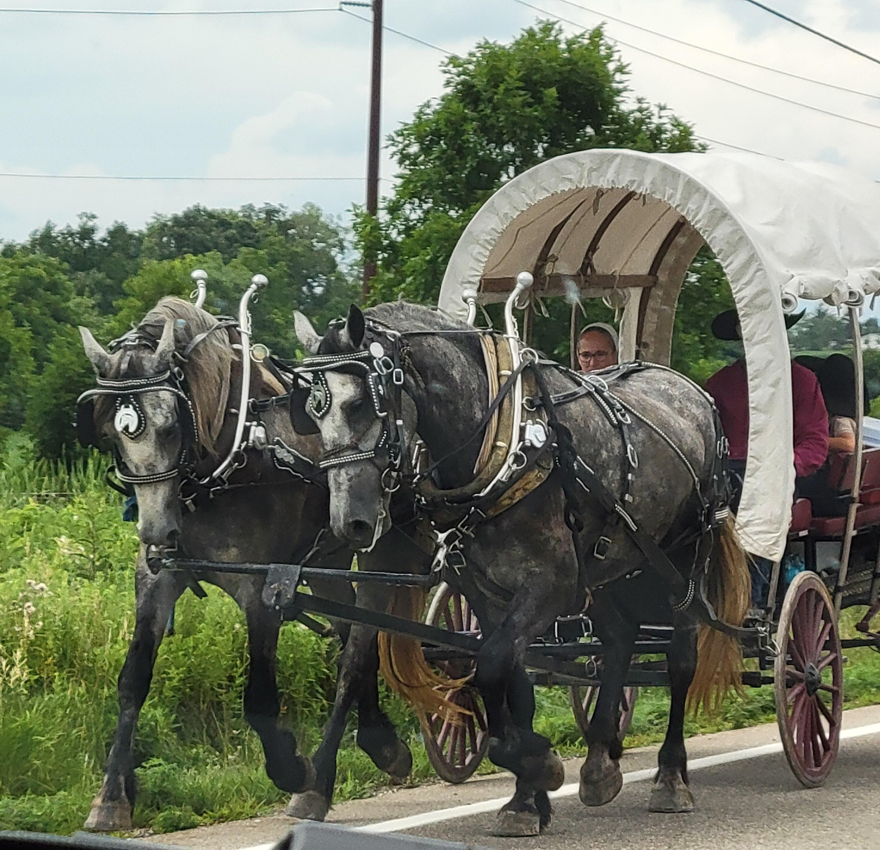 An Amish family and their wagon going past.