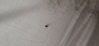Bug