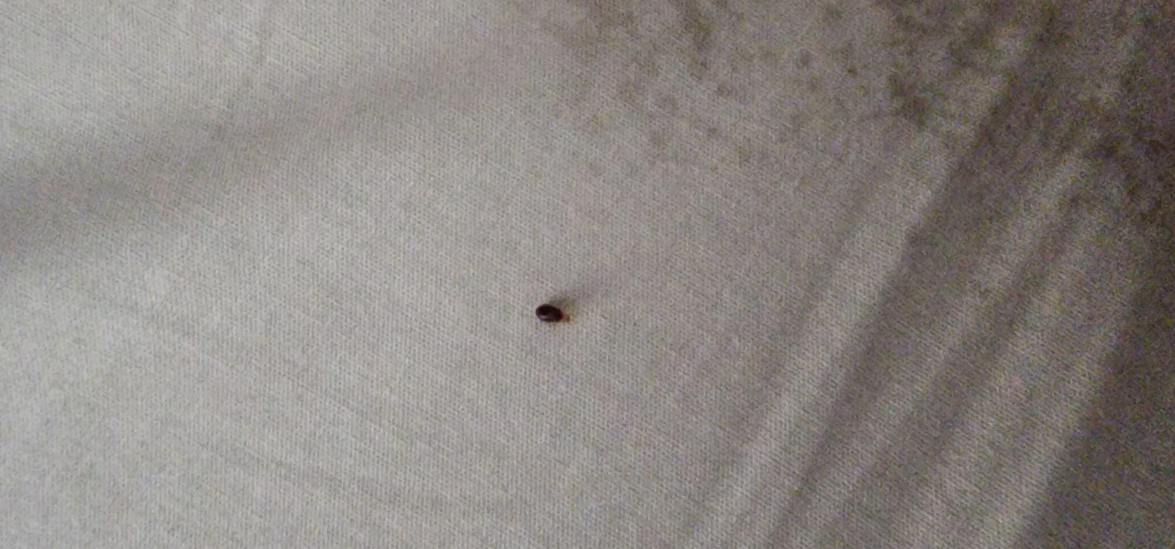 Bug