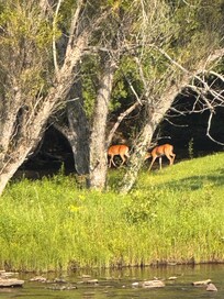 Deer across the river