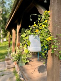 Beautiful flowers to enjoy at the cabin