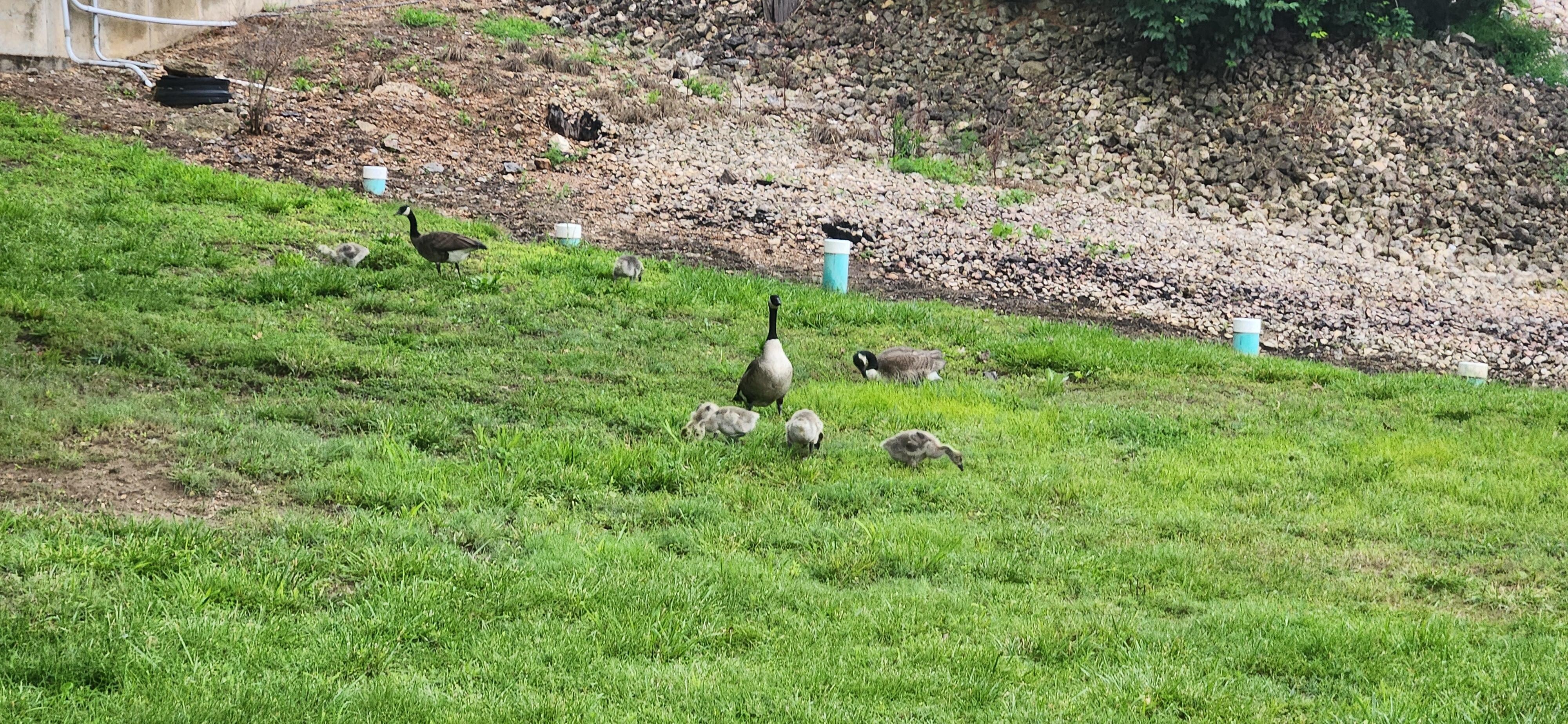 Cute visitors