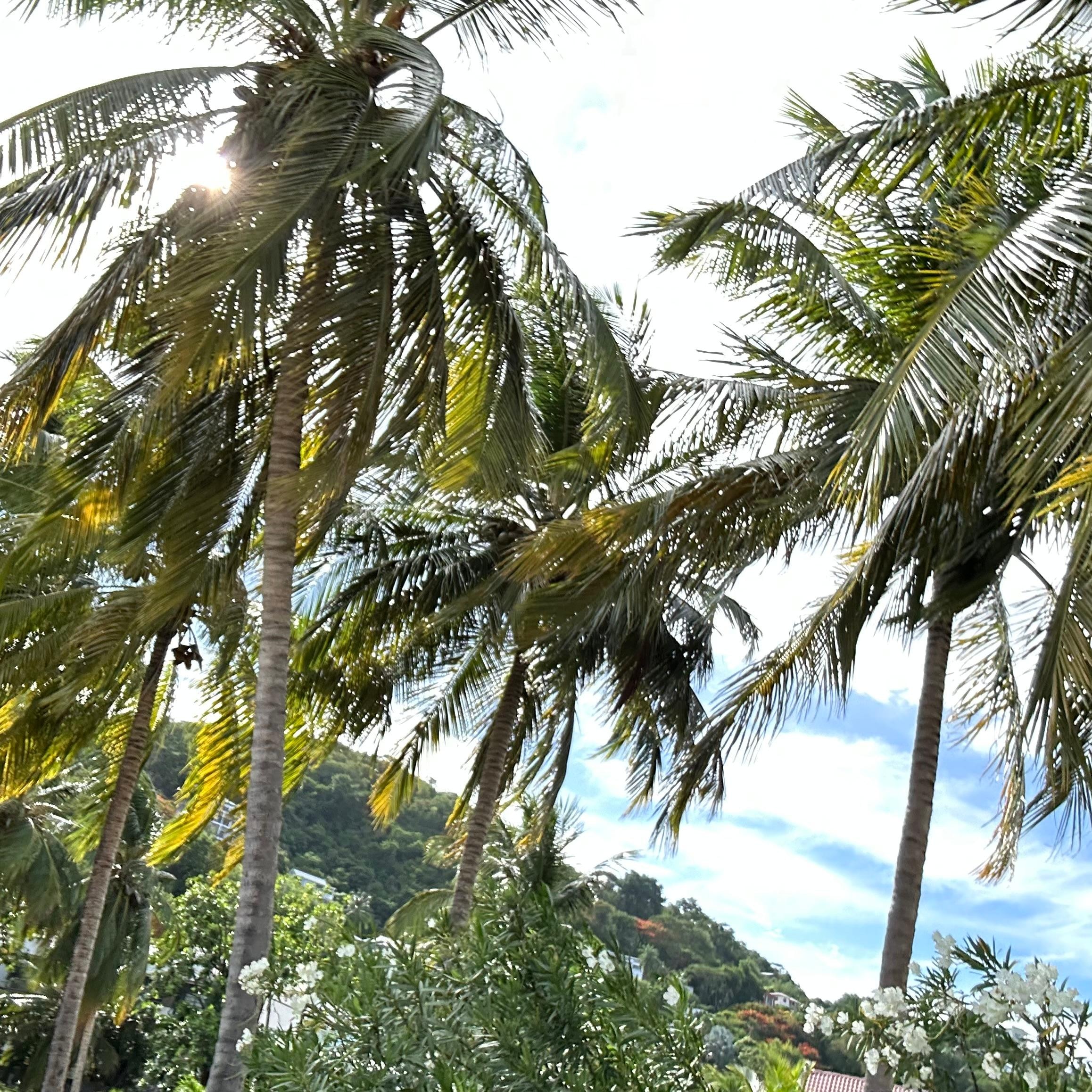 Green, plants and bridges everywhere. Coconut tree with ample coconut water on site