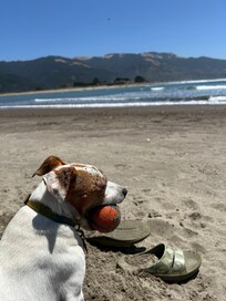 Luna enjoyed the close proximity to the beach and the peace and quiet with no fireworks over the Fourth of July