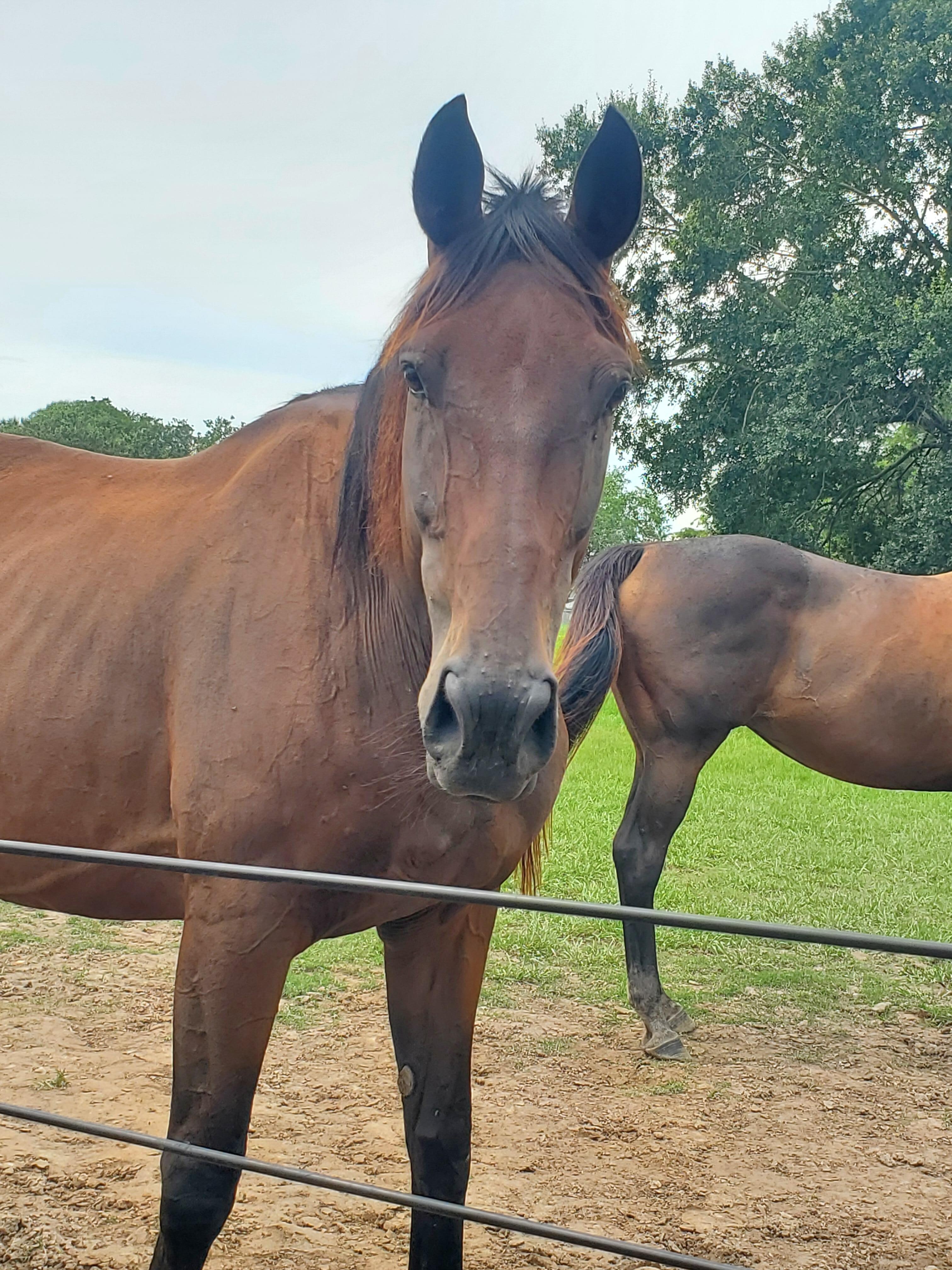 Thoroughbred Horses