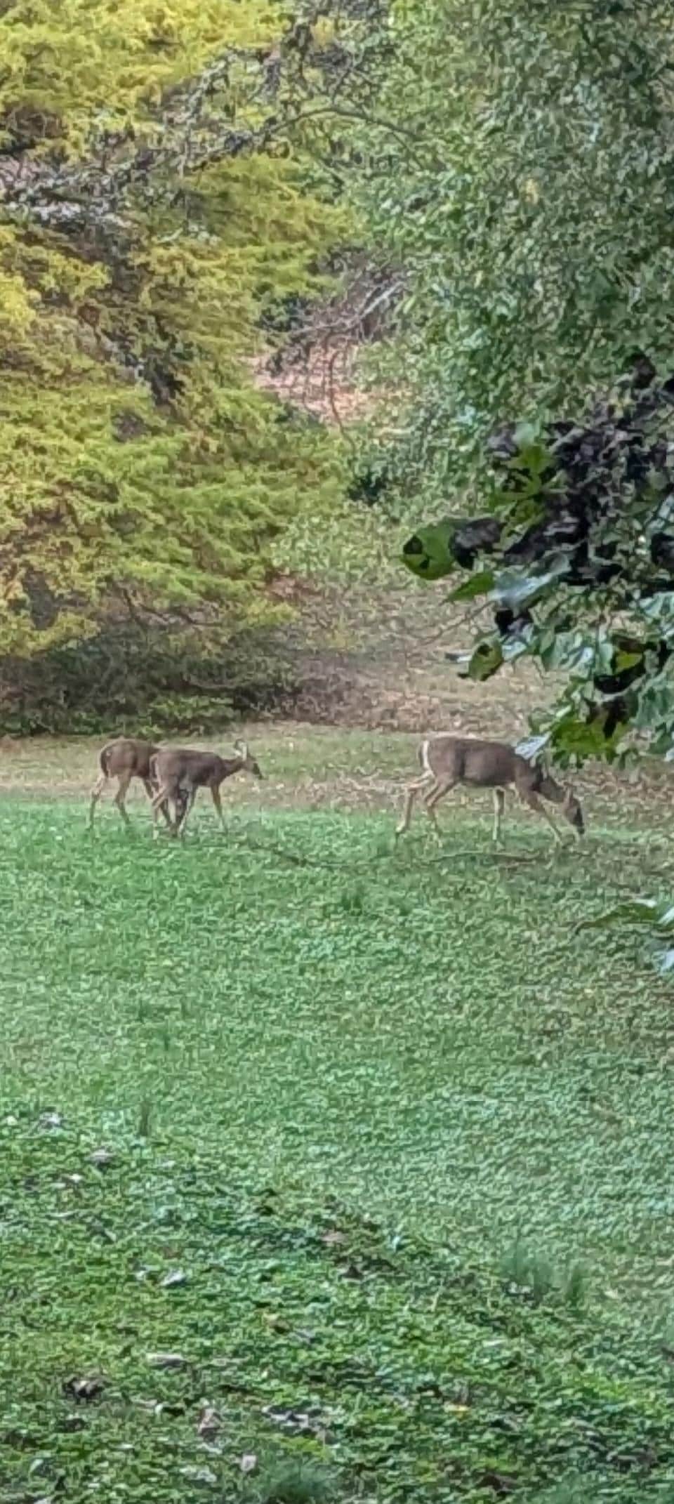 We pulled in around dusk to see deer right behind the cabin!