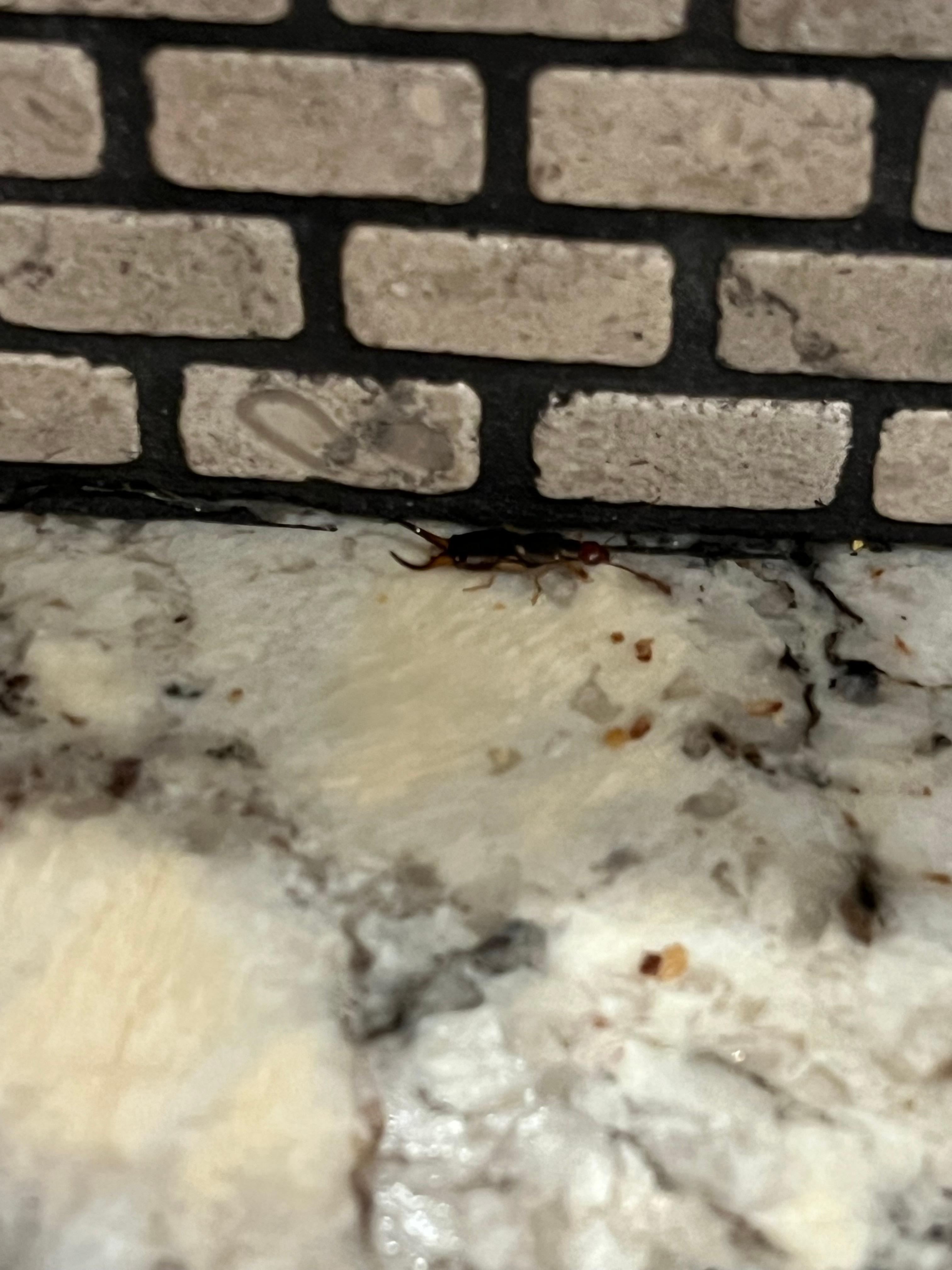 Multiple earwigs found in house and counters