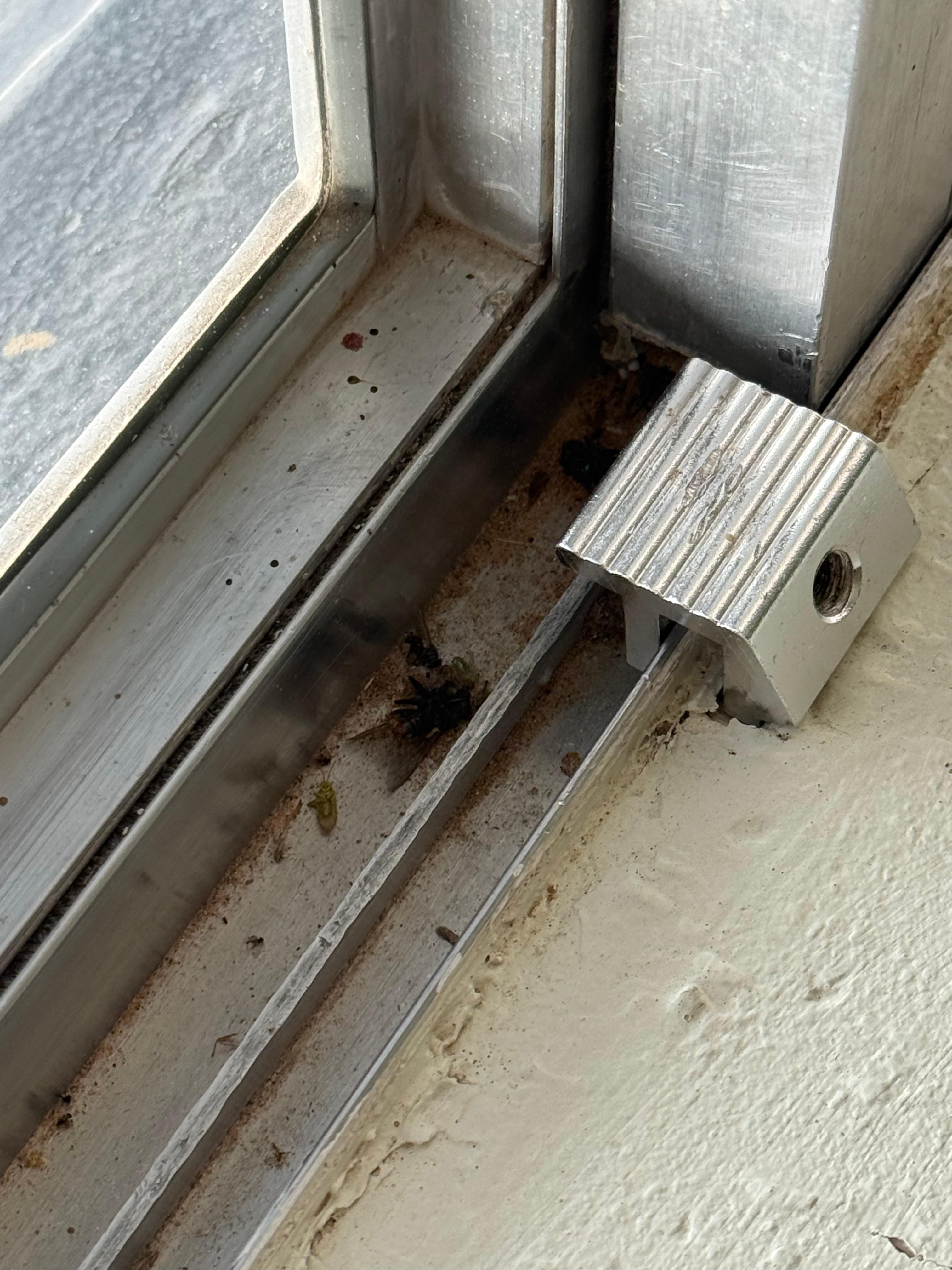 Insects on the window