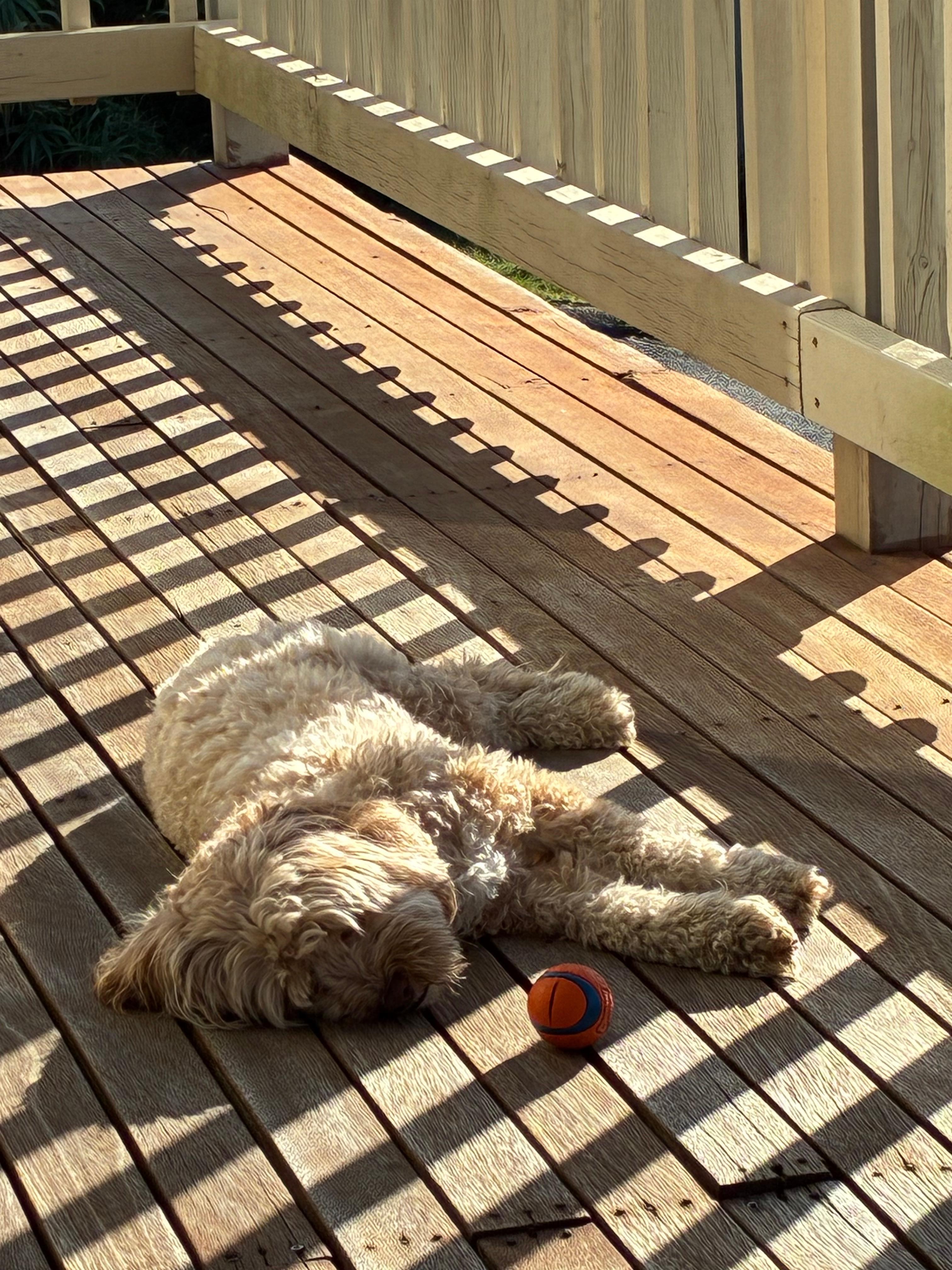 Sunbaking on the deck