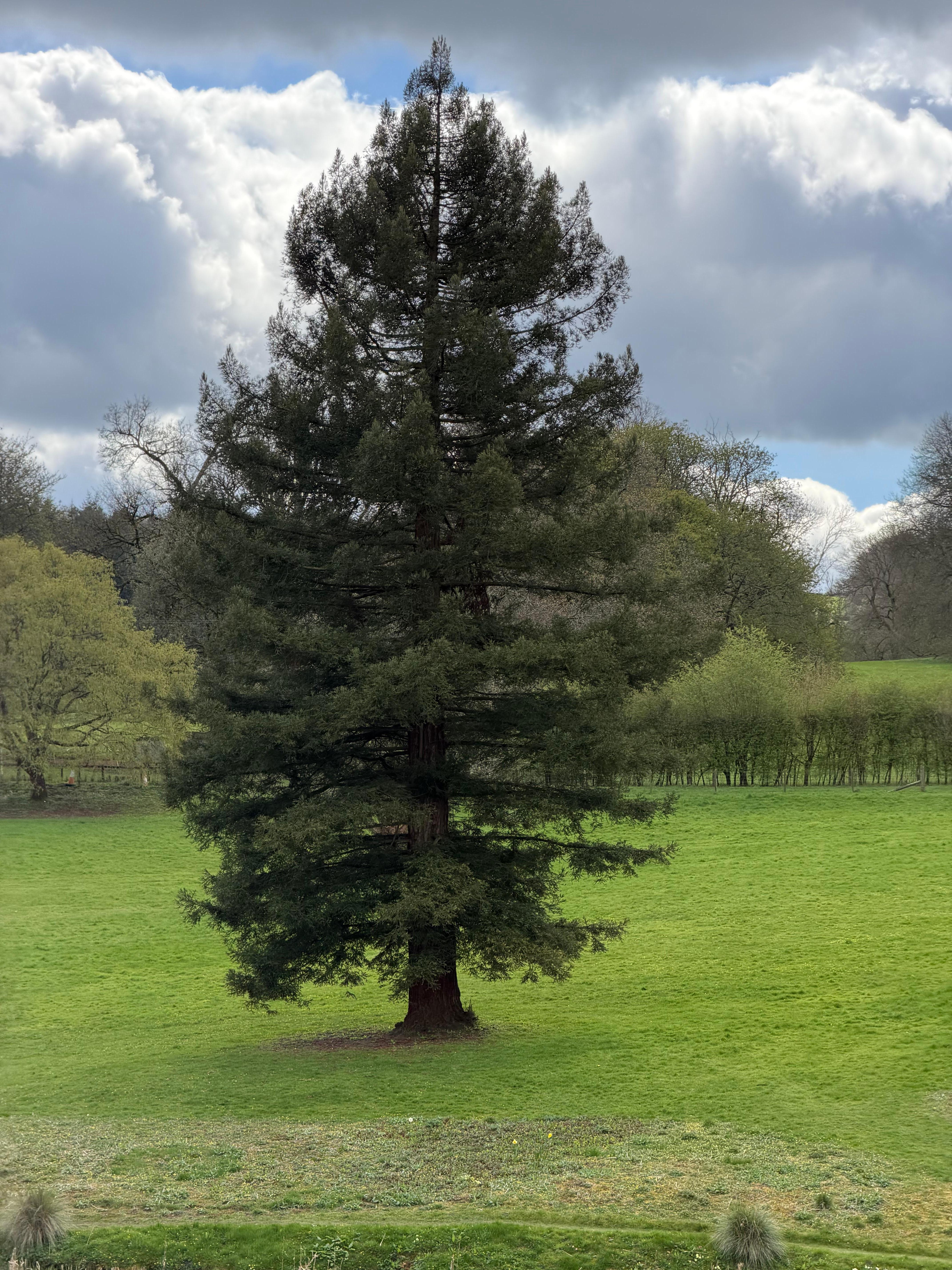 Beautiful tree on the back of the Manor