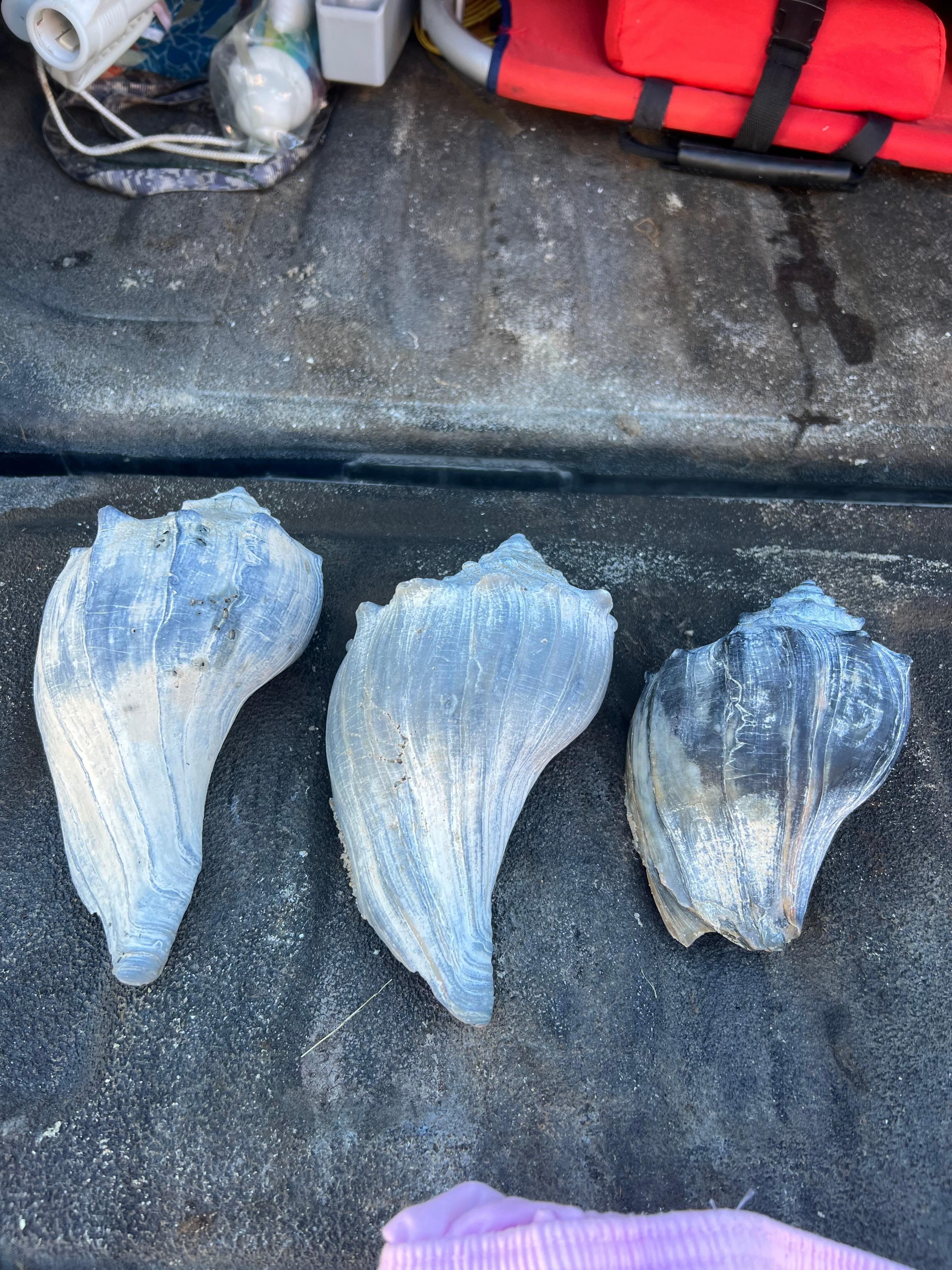 Treasures from the beach