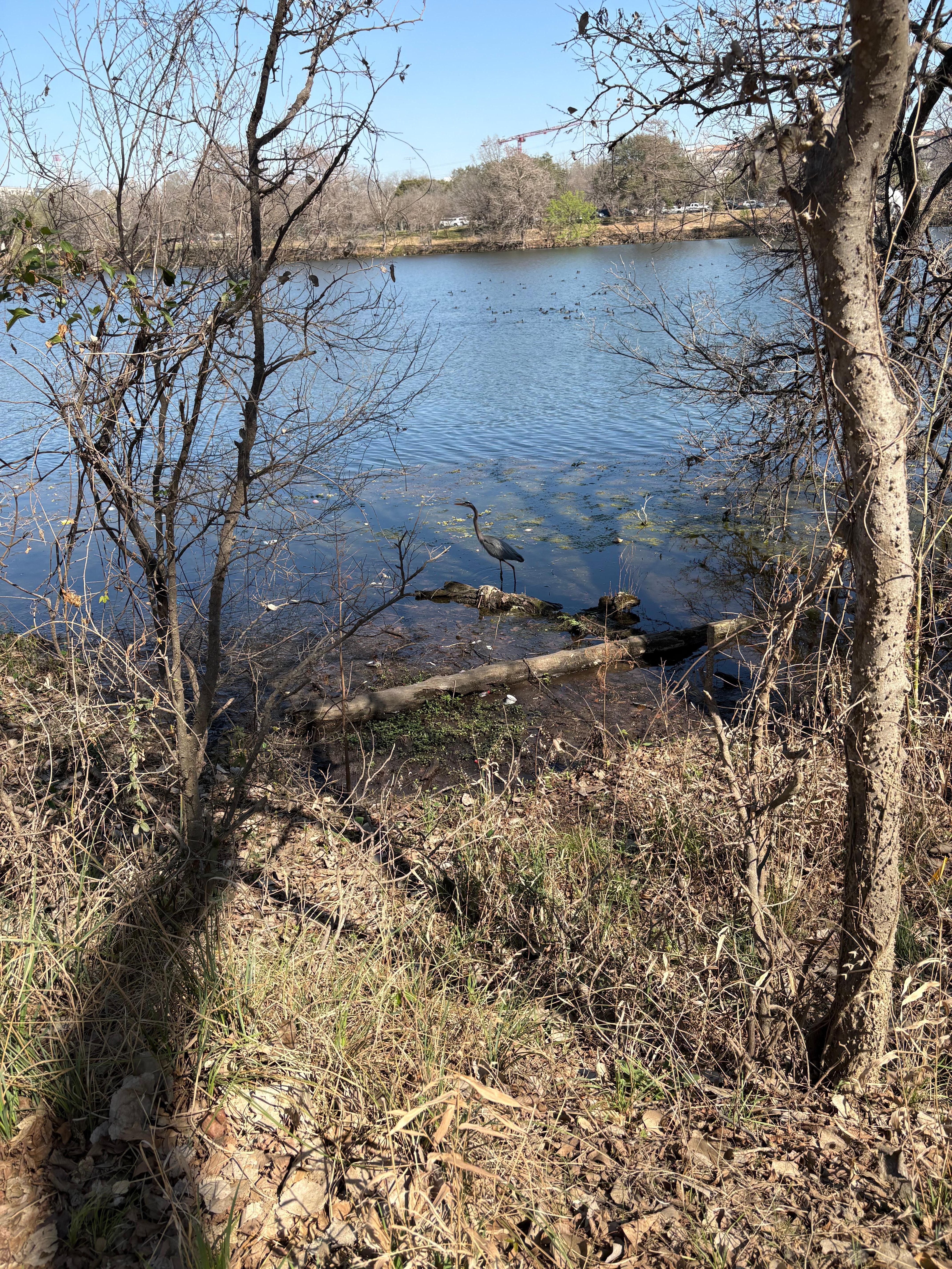 I was here 1978. Jogging just like everyone else. Zilker side. 