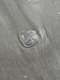 Jax Beach close