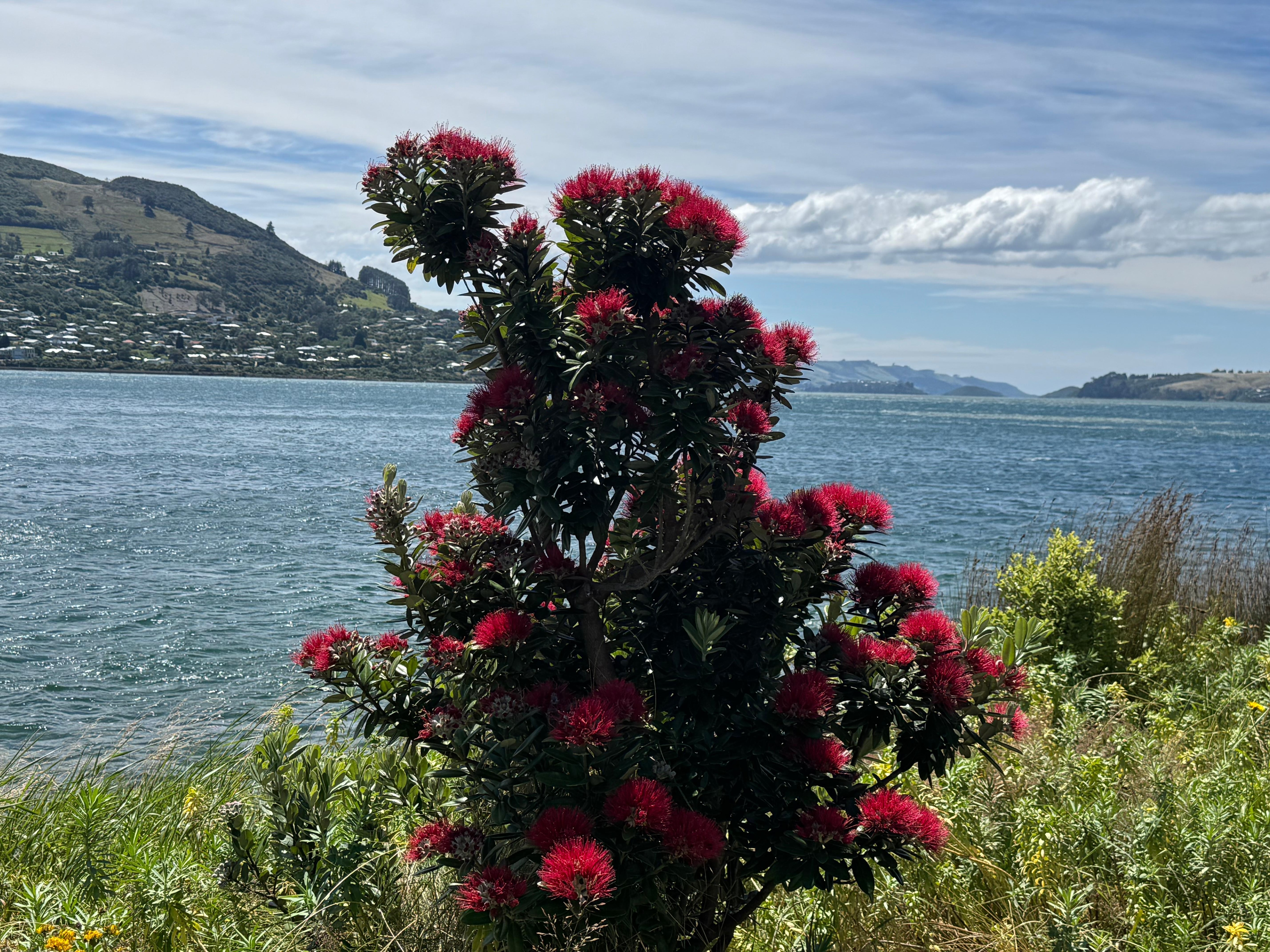 Christmas Trees, Otago