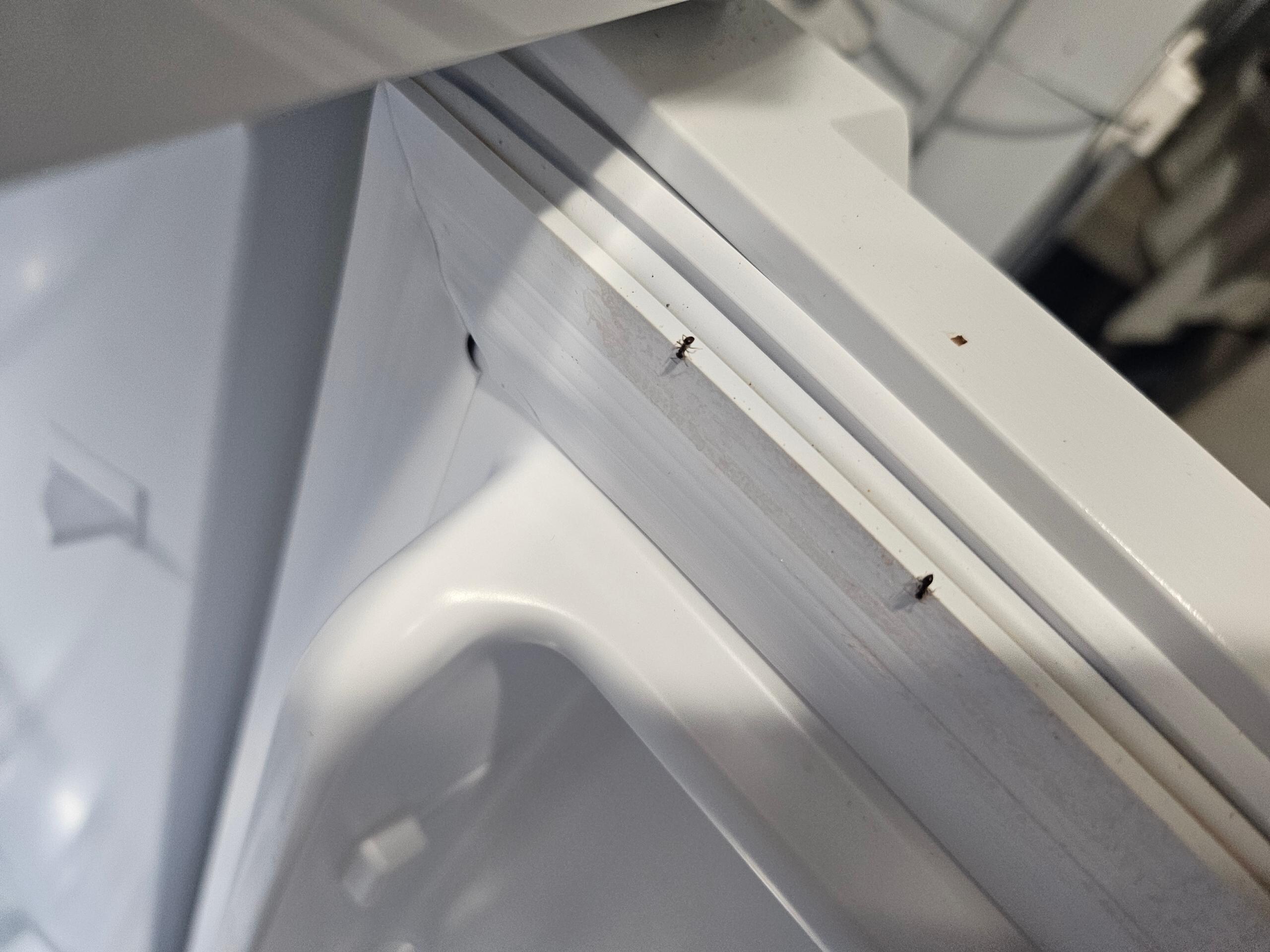 I could not upload a video but this is a picture of the ants in the refrigerator