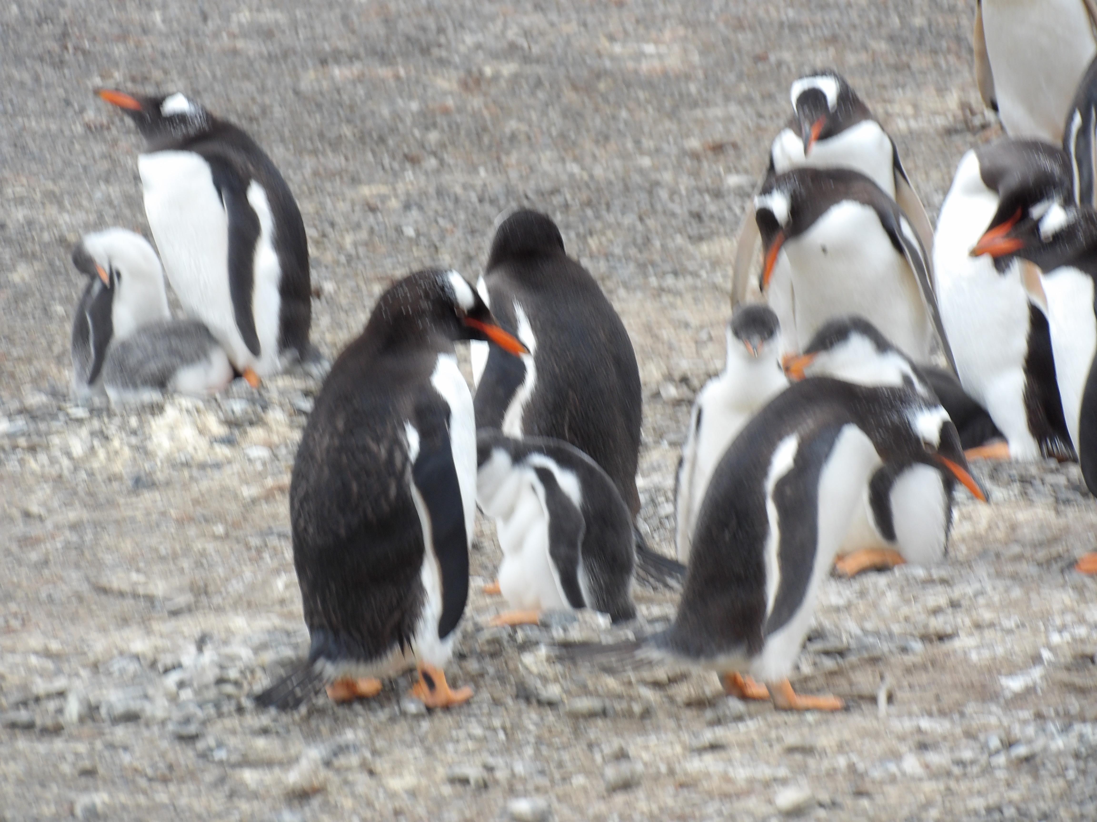 Nuestra visita a la Isla Martillo