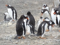 Nuestra visita a la Isla Martillo