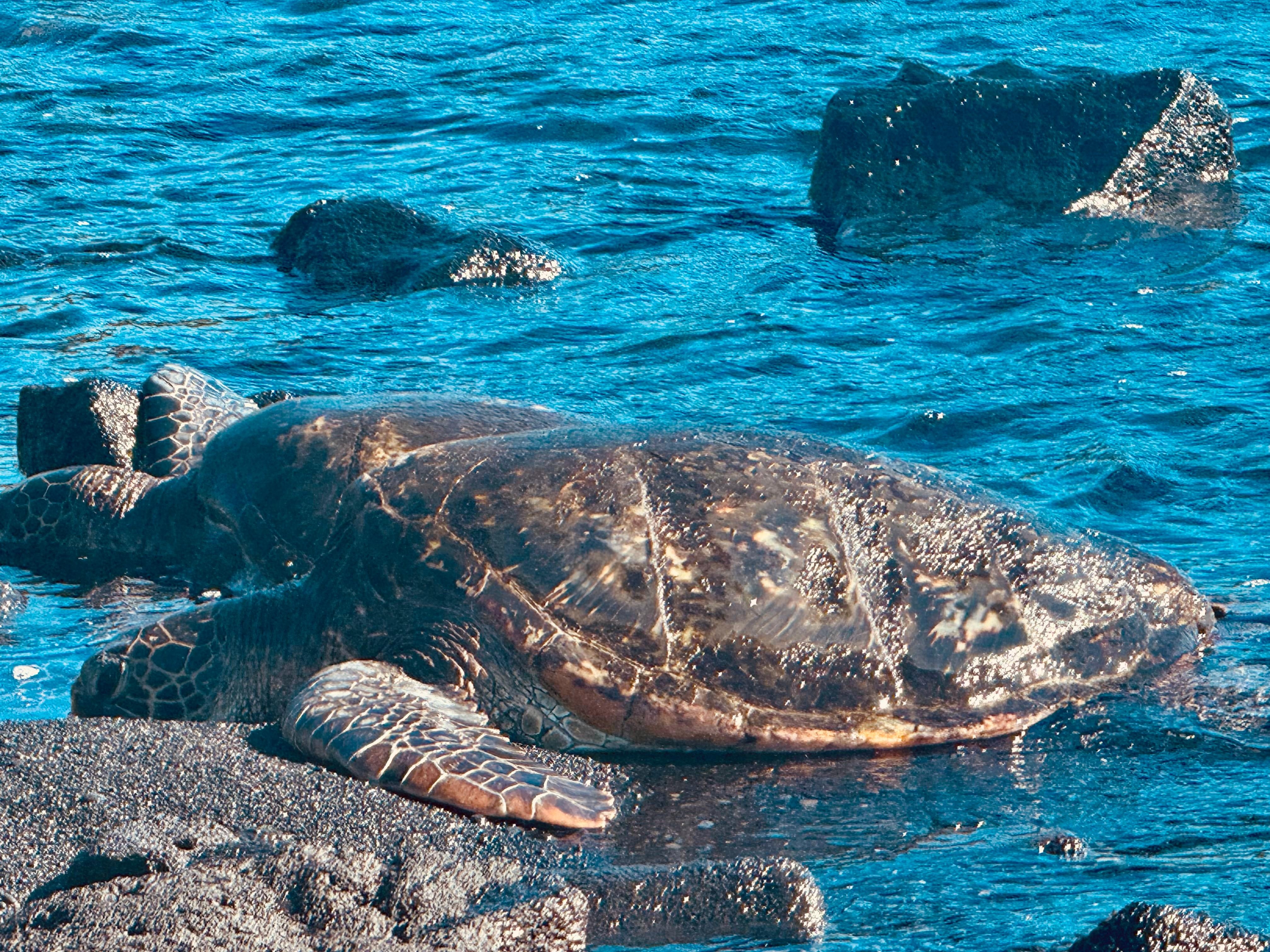 Turtle at Punalu’u