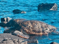 Turtle at Punalu’u